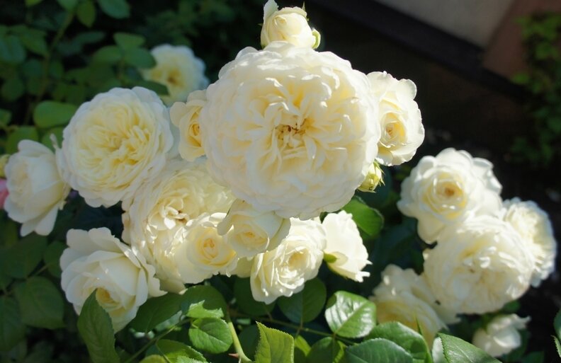 Транквіліті