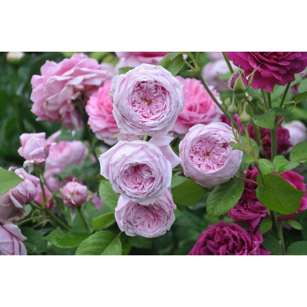 Купить саженцы Англійські троянди Категорії саджанців троянд фото