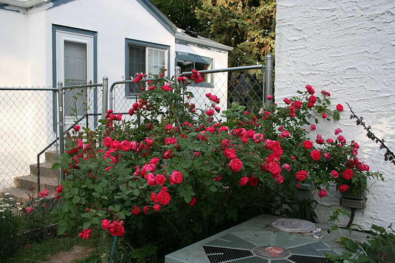 Канадская роза александр маккензи фото и описание
