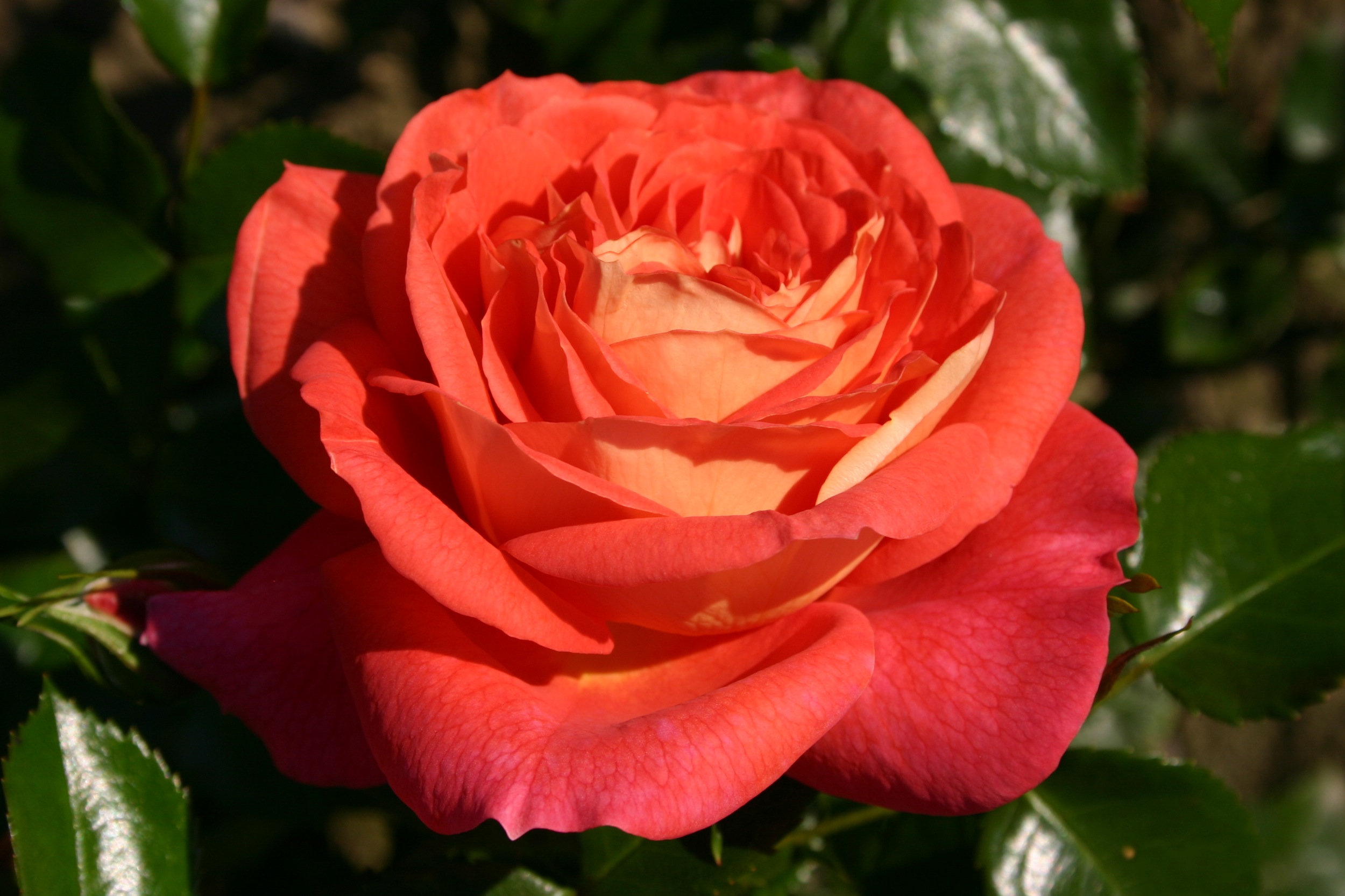 Роза флорибунда Зоммерзонне