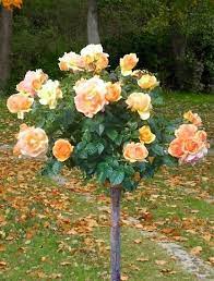 Купить саженцы  Штамбова троянда Ханзештадт Росток (Mythique, Hansestadt Rostock) Штамбові троянди фото