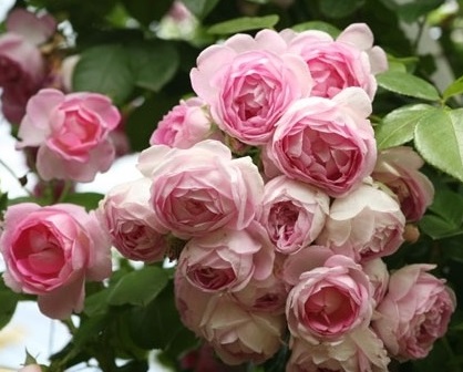 Купить саженцы Категорії саджанців троянд Каталог товарів саджанців троянд фото