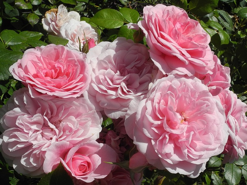 Roseninsel