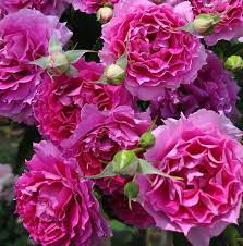 Шехерезада