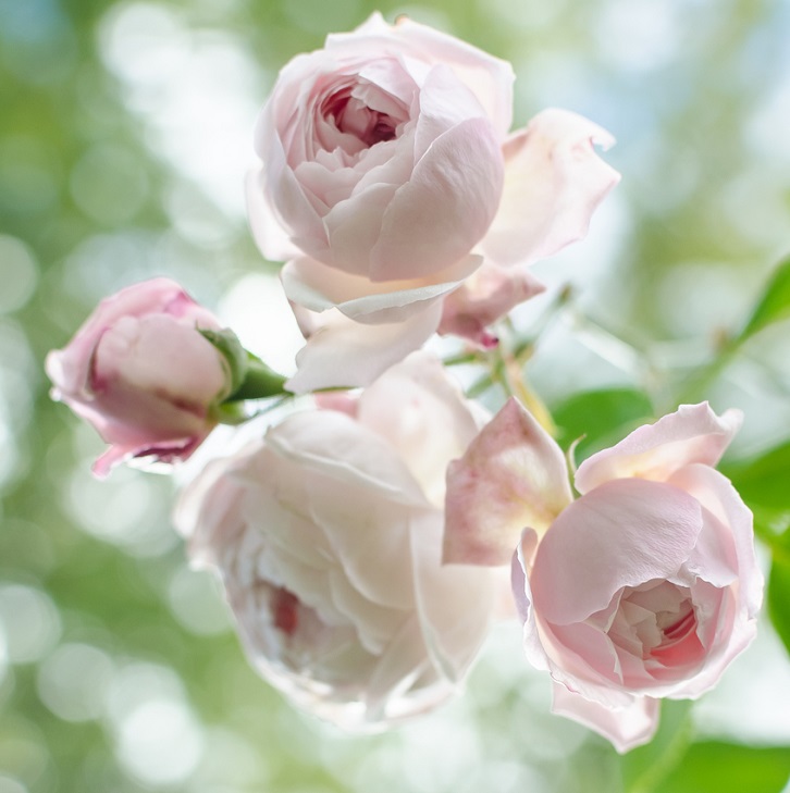 Comtesse