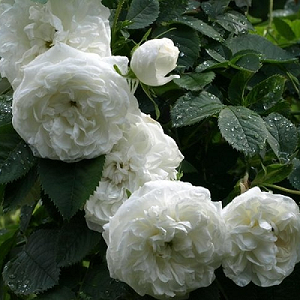 Купить саженцы Мадам Плонтье (Madame Plantier) Старовинні троянди фото