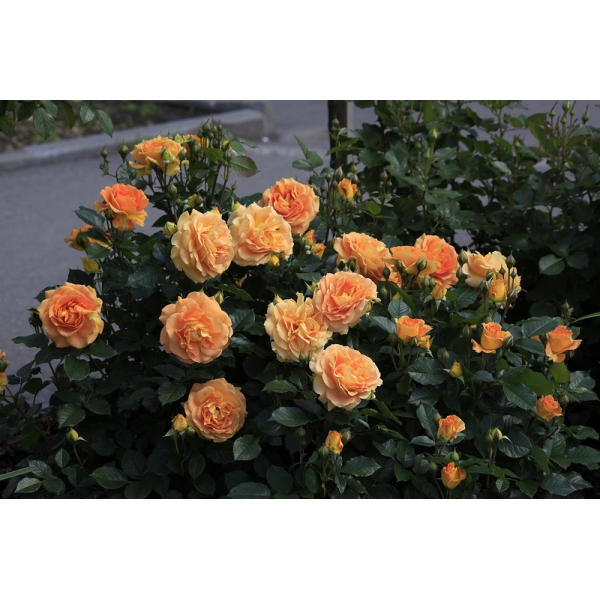 Роза флорибунда голделз фото и описание