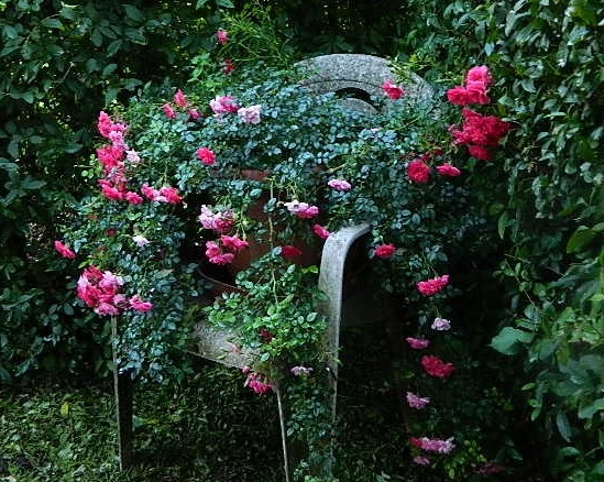 Купить саженцы Кнірпс (Knirps, Little Chap)	 Мініатюрні та патіо троянди фото