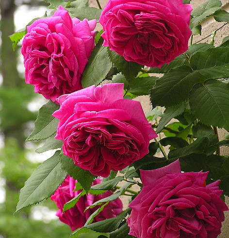 Купить саженцы Плетистые розы Категории саженцев роз фото