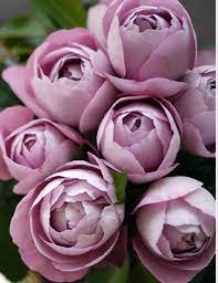 Купить саженцы Boul de Parfum Чайно-гібридні троянди фото
