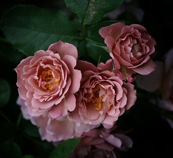 Розы редких расцветок