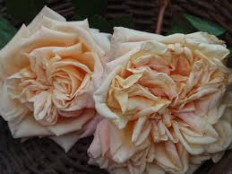 Купить саженцы Mademoiselle Franziska Krüger Старовинні троянди фото