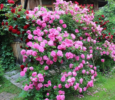 Купить саженцы Канадские, Гибриды Ругозы Категории саженцев роз фото