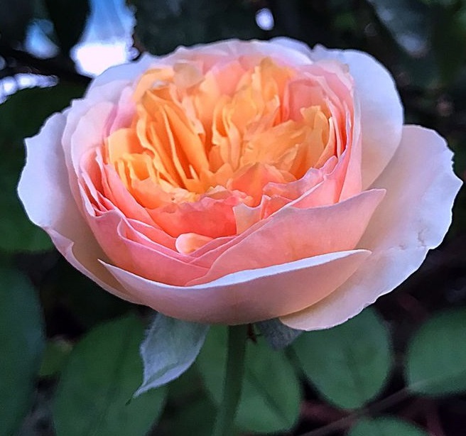 Juliet
