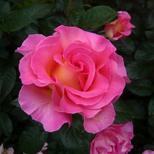 Купить саженцы Пінк Парадайз (Pink Paradise) Чайно-гібридні троянди фото