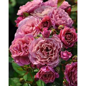 Купить саженцы Aoi Троянди рідкісних кольорів фото