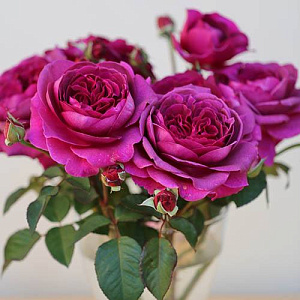 Купить саженцы Timeless Purple (Purple Voluptia, Laudatio) Ароматні троянди фото