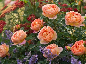 Купить саженцы Леді оф Шалотт (Lady of Shalott) Англійські троянди фото