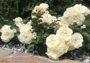 Купить саженцы Diamond Dad (White Meidiland, Blanc Meillandécor) Ґрунтопокровні троянди фото