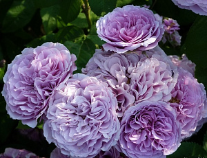 Купить саженцы Лавендер Айс (Lavender Ice)	 Флорібунда ВКС фото