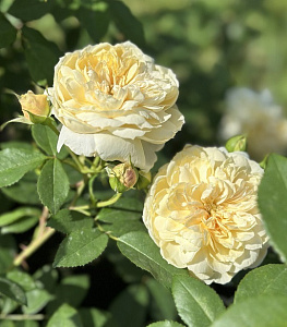Купить саженцы Lunar Mist (Madeline, Meijacolet, Yellow Romantica) Плетисті троянди фото