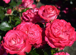 Купить саженцы Корфу (Holiday Island Corfu) Чайно-гібридні троянди фото