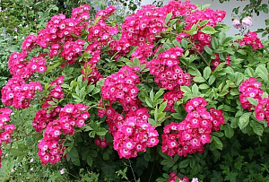 Red Ballerina продажа в Украине Мускусні гібриди фото Купить саженцы Red Ballerina Мускусні гібриди фото