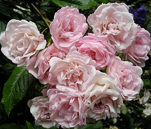 Купить саженцы Фрау Єва Шуберт (Frau Eva Schubert, Gela Tepelmann) Плетисті троянди фото