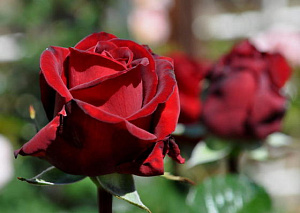 Купить саженцы Інгрід Бергман (Ingrid Bergman) Чайно-гібридні троянди фото
