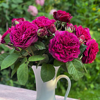 Купить саженцы  Deep Secret (Vianne's Chocolat) Ароматні троянди фото