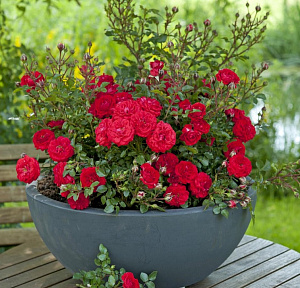 Купить саженцы  Zwergenfee 09 (Dwarf Fairy, The Rita Sullivan Rose) Мініатюрні та патіо троянди фото