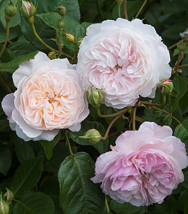 Купить саженцы Олбрайтон Рамблер  (The Albrighton Rambler) Плетисті троянди фото