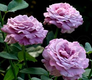 Купить саженцы Лугдунум (Lugdunum, ORAfarcom) Чайно-гібридні троянди фото