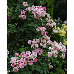 Купить саженцы Mini Eden Rose (Mini Pierre de Ronsard) Плетисті троянди фото