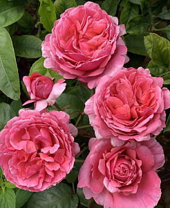 Купить саженцы Sweet Parfum de Provence (Line Renaud, The Anniversary Rose) Троянди Meilland фото