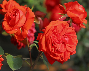 Купить саженцы Salita (KORmorlet) Плетисті троянди фото