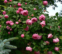 Купить саженцы Aurelia Liffa Старовинні троянди фото