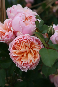 Купить саженцы Белль Романтика (Belle Romantica Alexandrine) Чайно-гибридные розы фото