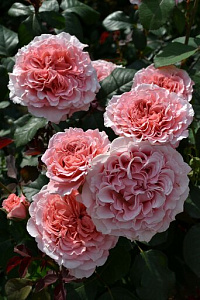 Купить саженцы Лоран Каброль (Laurent Cabrol) Чайно-гибридные розы фото