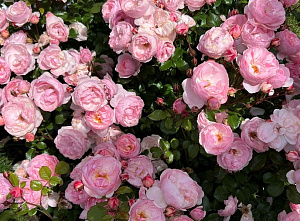 Купить саженцы  Darling (Noa118723) Нові надходження 2026 фото