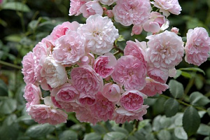Купить саженцы Флер де Сардэнь (Belle de Sardaigne) Плетистые розы фото