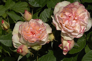Купить саженцы Perfume Kisses (The Feminine Touch) Троянди Tom Carruth фото