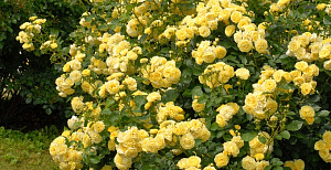Купить саженцы  Штамбова троянда Голден Бордер (Golden Border, Comtesse du Barry)  Штамбові троянди фото