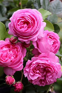 Купить саженцы Луиз Одье (Louise Odier, Madame de Stella) Плетистые розы фото