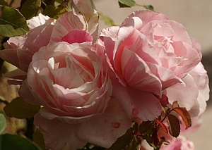 Купить саженцы Біє Ду (Billet Doux, DELrosar) Плетисті троянди фото