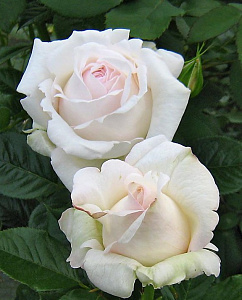 Купить саженцы Елвіс (Elvis, Nirpcretea) Чайно-гібридні троянди фото