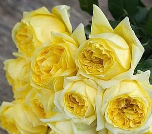 Купить саженцы Тулуз-Лотрек (Toulouse-Lautrec, Golden Conquest, MEIrevolt)  Чайно-гібридні троянди фото