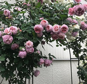 Купить саженцы Robe a la francaise Японські троянди фото