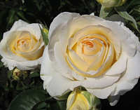 Купить саженцы Шопен (Chopin) Чайно-гибридные розы фото