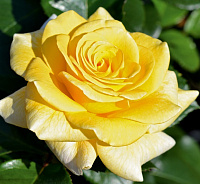 Купить саженцы  Cassini (Noa111249) Чайно-гібридні троянди фото